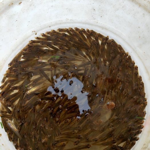 三都县 鲤鱼苗，草鱼苗，鲢鱼苗，黑鱼，鲶鱼苗，七星鱼苗等等