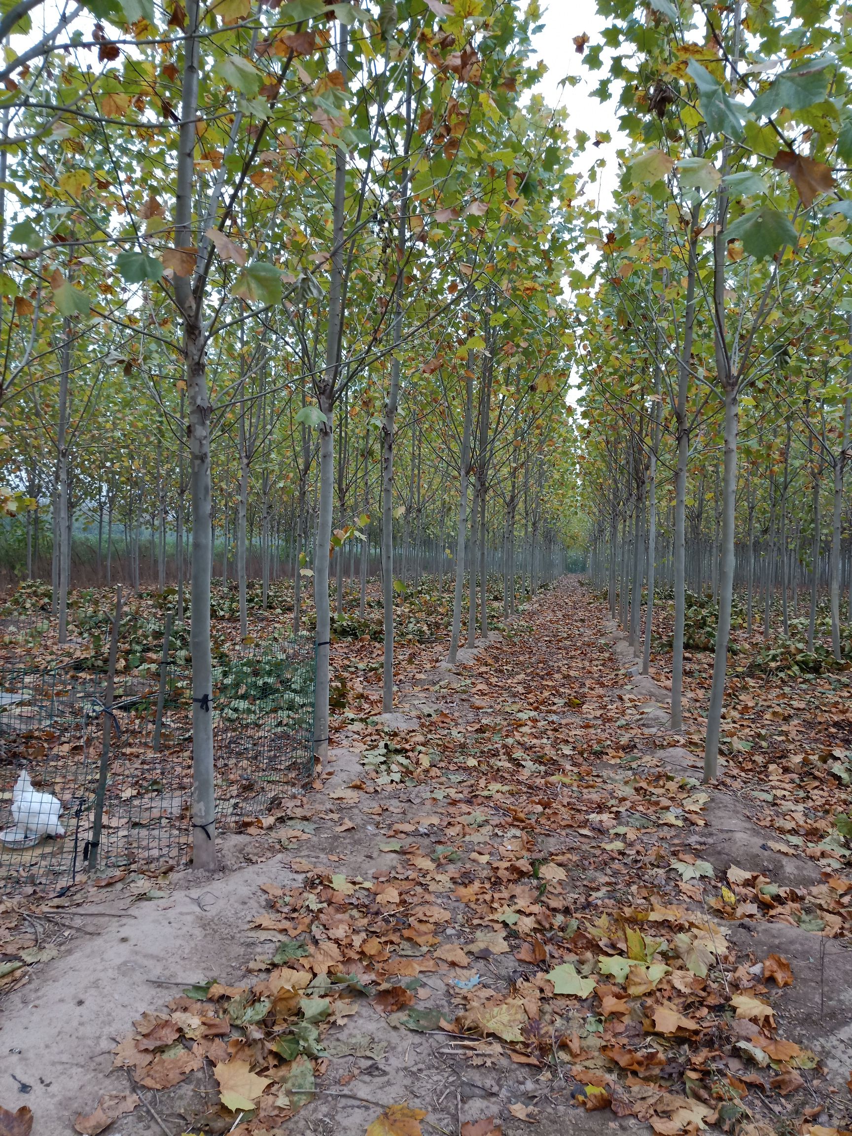 大量供应10～15公分梧桐树]大量上市,货源充足,欢迎大家前来选购!