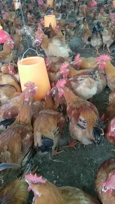 梓潼县 四川绵阳一千一百多只肉鸡，价格十块每斤。
