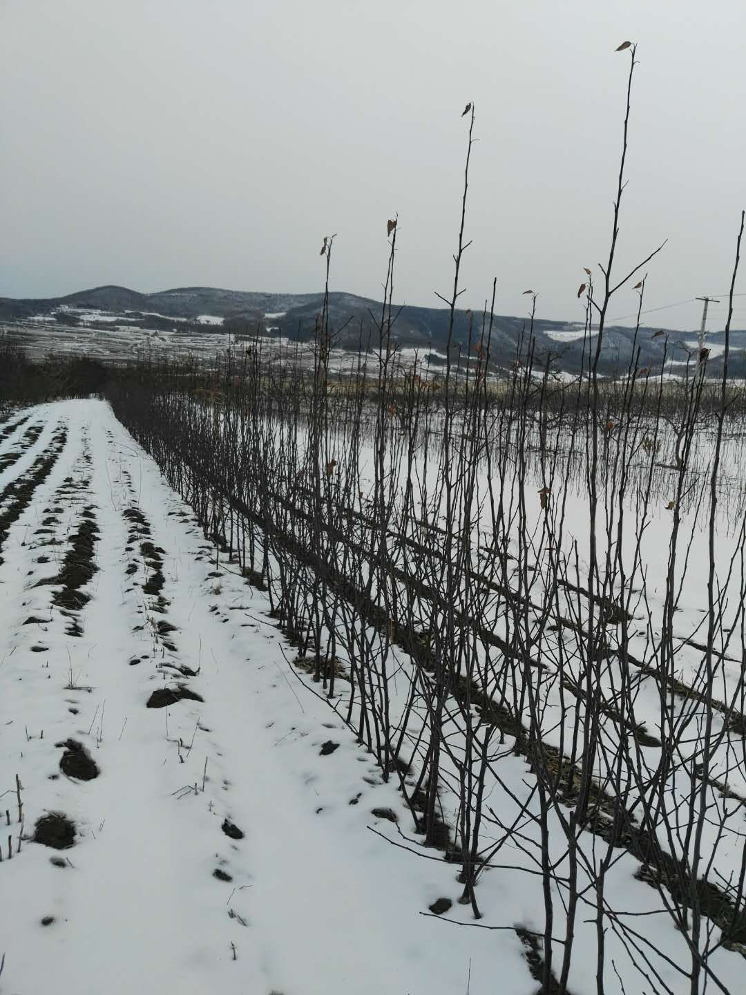 123苹果树苗 出售大量龙峰二年苗木，123苗，黄太平苗，山棠粒丁子苗