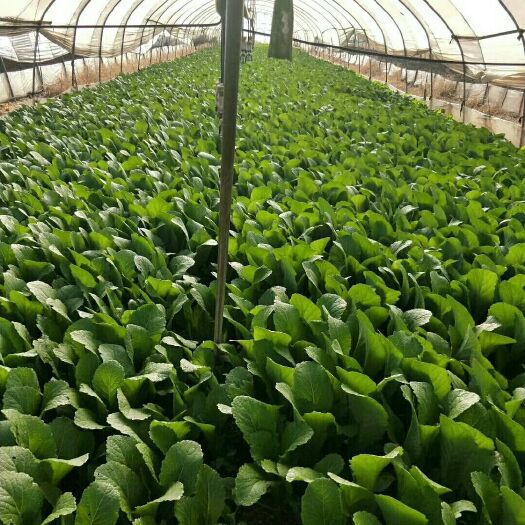 玉溪 小青菜小白菜质量保证价格从优