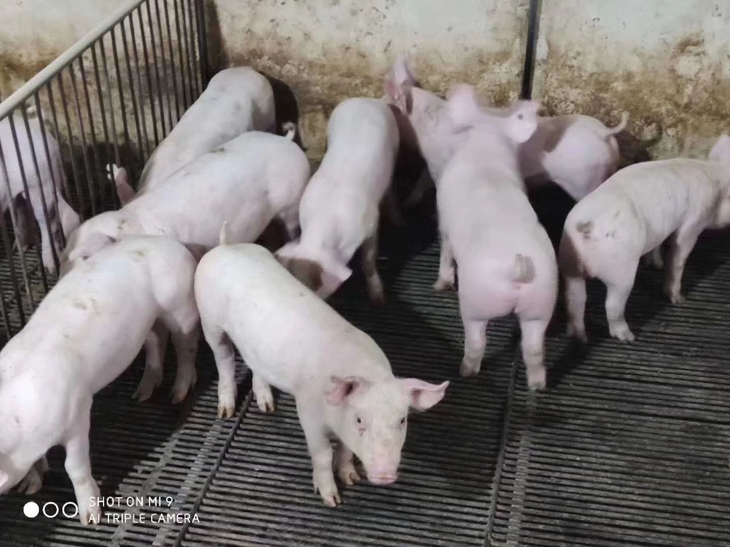 武冈市三元仔猪  本猪场长期供应大中小猪，猪场直供，防疫到位，肉质好，长速快！
