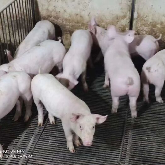 三元仔猪  本猪场长期供应大中小猪，猪场直供，防疫到位，肉质好，长速快！