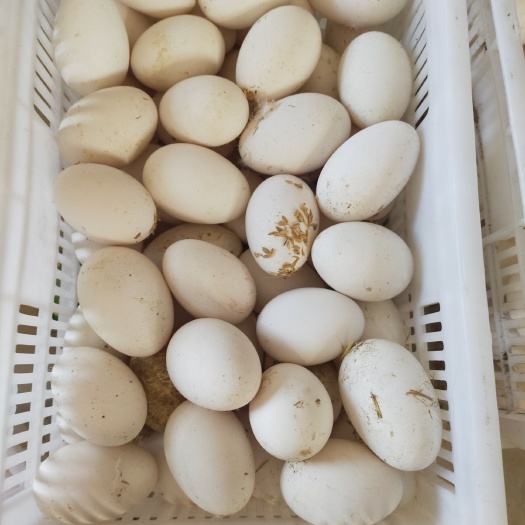 建湖县鲜鹅蛋 食用 散装