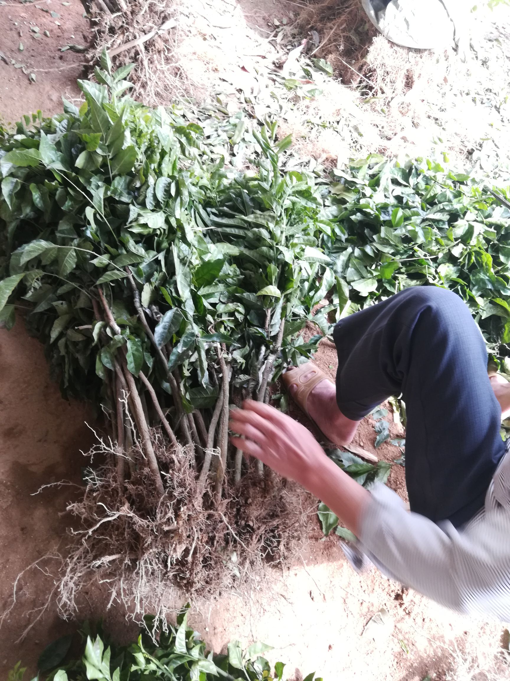 黄皮果苗  正品嫁接苗，种植第二年可以挂果