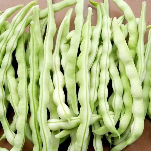 泰安 自家大棚新摘芸豆上市