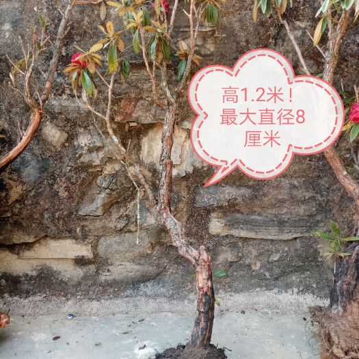 文山市马缨杜鹃 出售马缨花