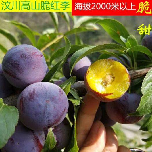 平邑县红宝石李子苗