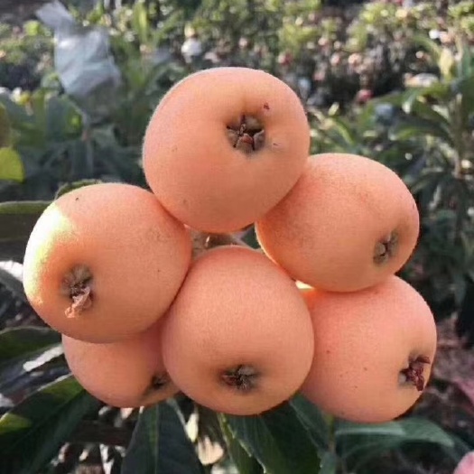 德昌县大五星枇杷