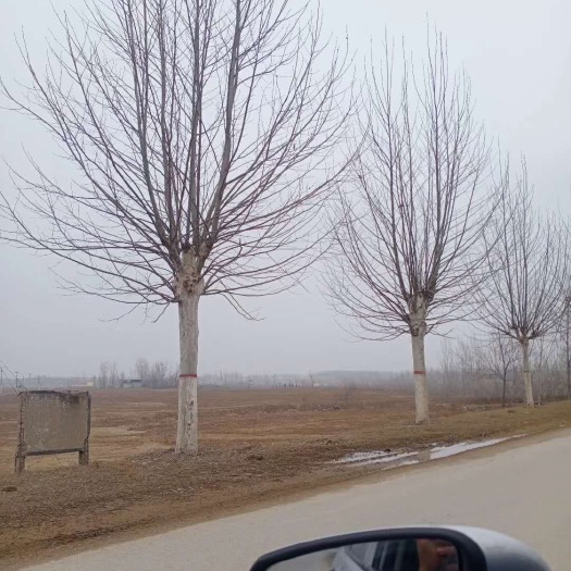 速生法桐 法桐，发冒法桐，