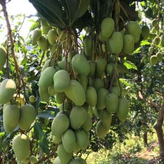 灵山县台农一号芒果苗 嫁接苗