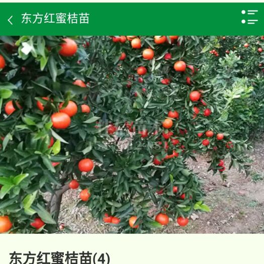 世紀(jì)紅柑橘苗  柑桔苗美國糖桔苗