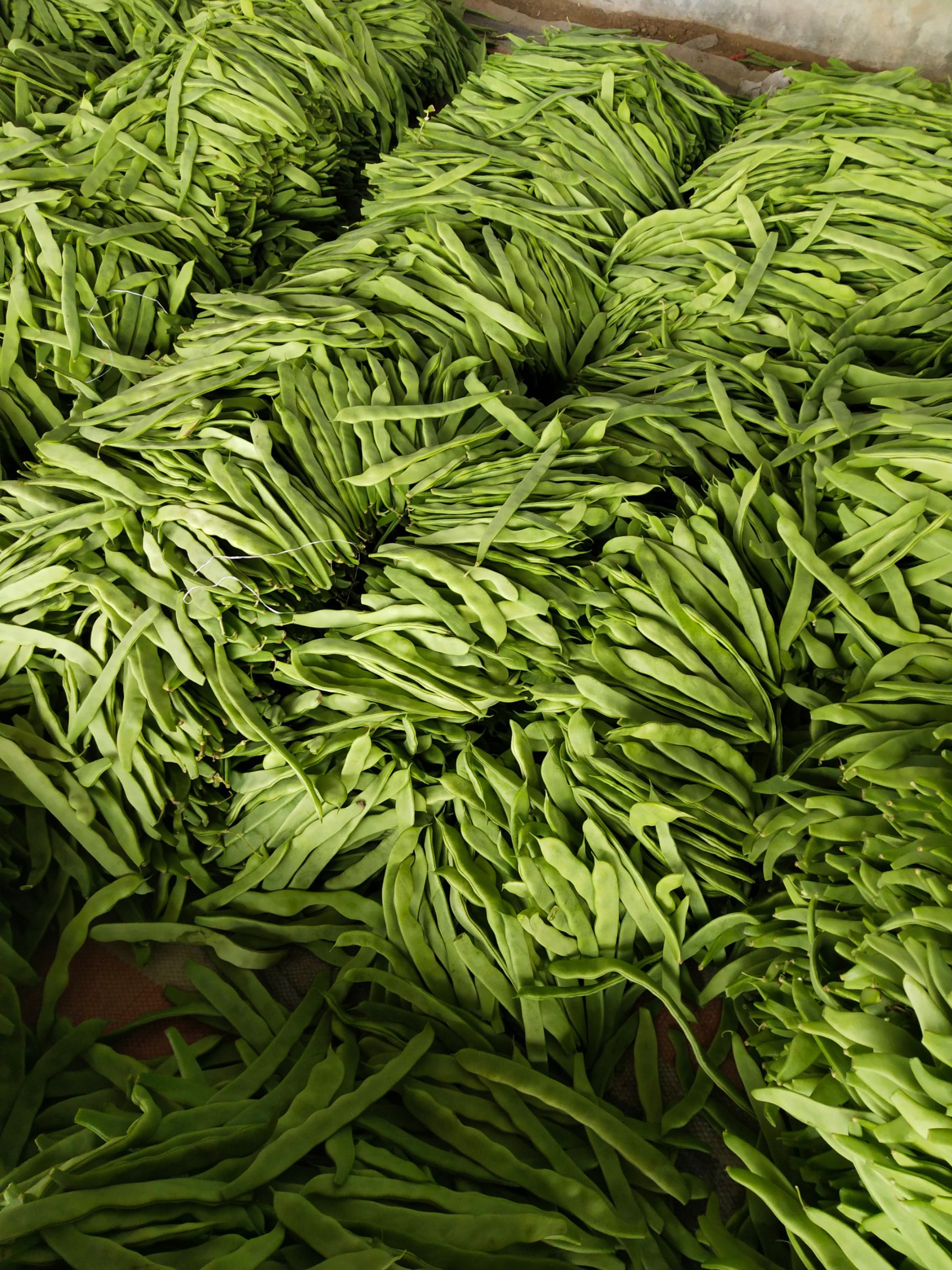 绿扁豆  扁豆