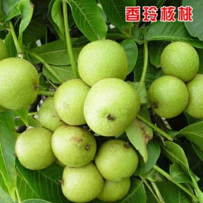 平邑县核桃苗 核桃树苗，占地，结果，都可以