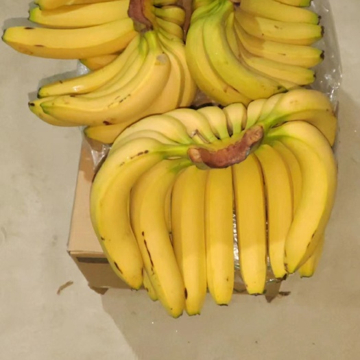 邯郸绝代双蕉香蕉批发