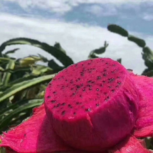 灵山县大红火龙果苗 红肉火龙果。