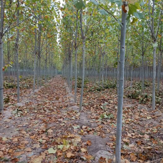 西华县 大量供应10～15公分梧桐树