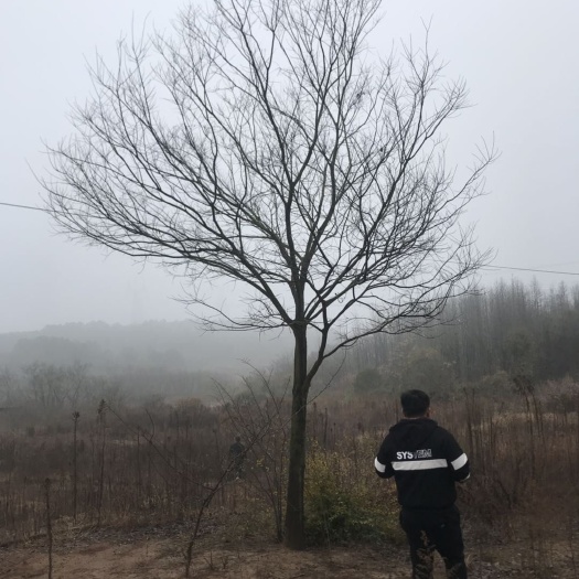 巢湖 朴树