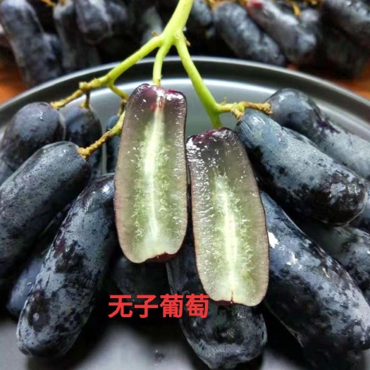 平邑县 蓝宝石无子葡萄苗