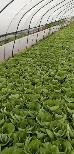 南通速生小白菜 15~20cm