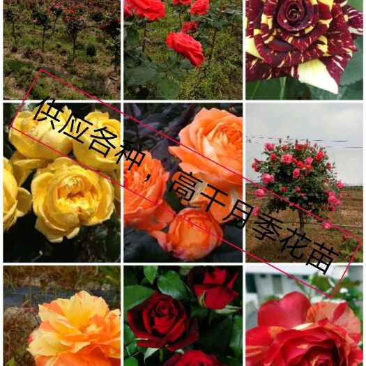 树状玫瑰  供应各种树桩月季花苗品种齐全，颜色齐全现挖现发，有死苗免费补
