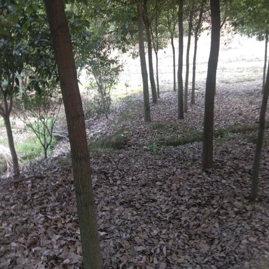 蓝山县 香樟树木基地