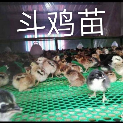 南宁斗鸡苗 统货