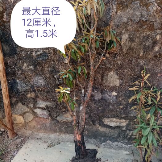 文山市马缨杜鹃 1~1.5米