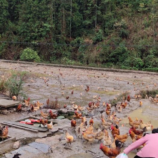 绥宁县 湖南绥宁土鸡