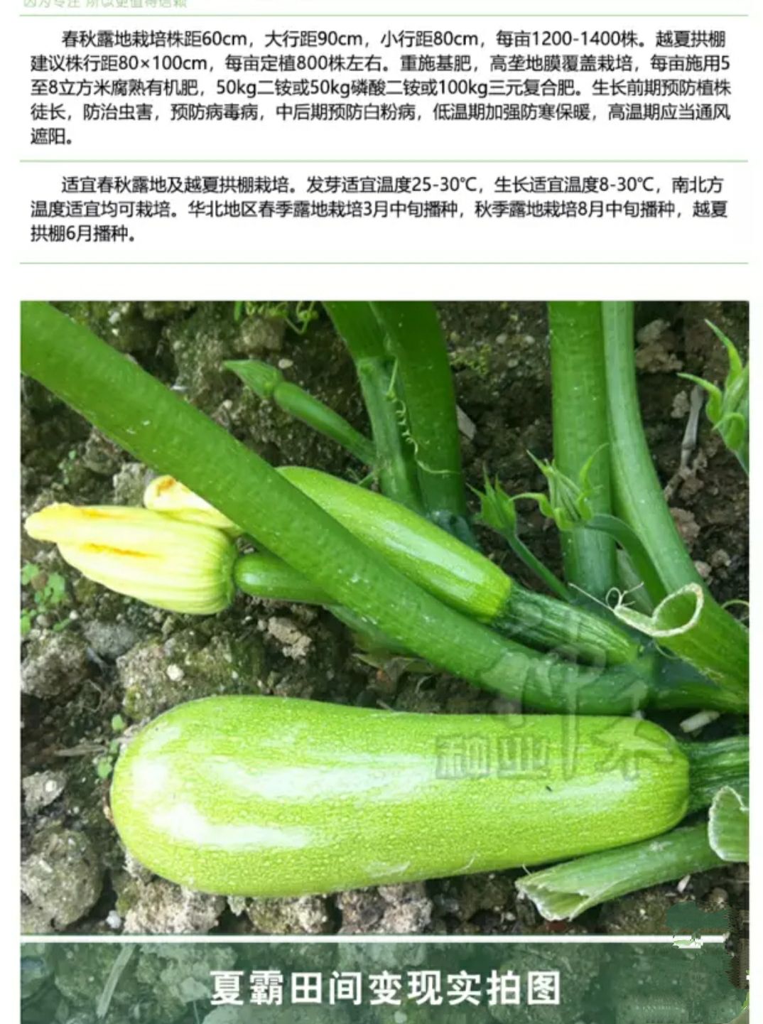 绿皮西葫芦种子   夏霸西葫芦种子早熟耐热性突出颜色翠绿油亮