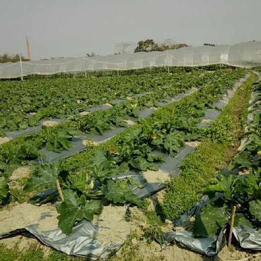 诏安县 助农新鲜蔬菜西葫芦新鲜茭瓜当季吃货助农家菜青菜