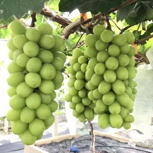 兴城市阳光玫瑰葡萄苗  阳光玫瑰各种根系嫁接苗葡萄中的爱马仕