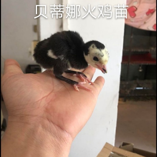 南宁贝蒂娜火鸡苗 统货