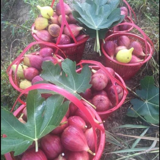 灵山县 波姬红无花果苗