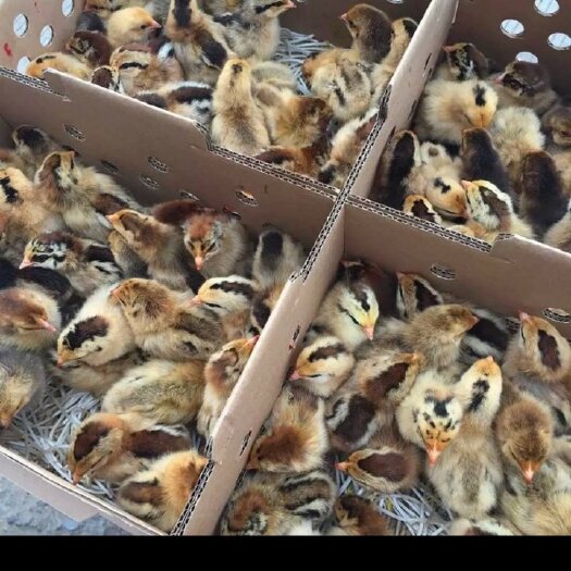 南宁 红窑鸡苗