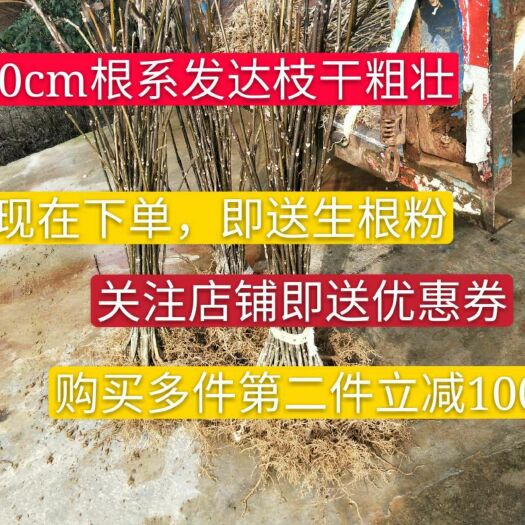 郎溪县吴茱萸苗 60－80公分吴茱萸200棵