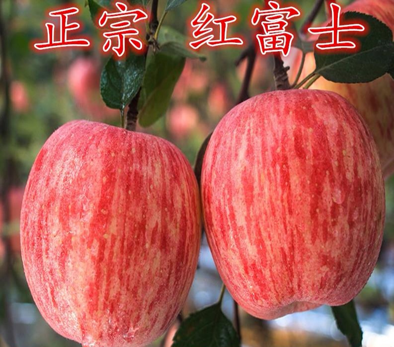 矮化红富士苹果苗
