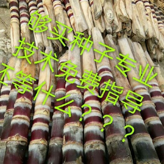 融安县黑皮甘蔗苗 种甘蔗季节到了，甘蔗种苗纷纷离分家乡，分别全国各地成长