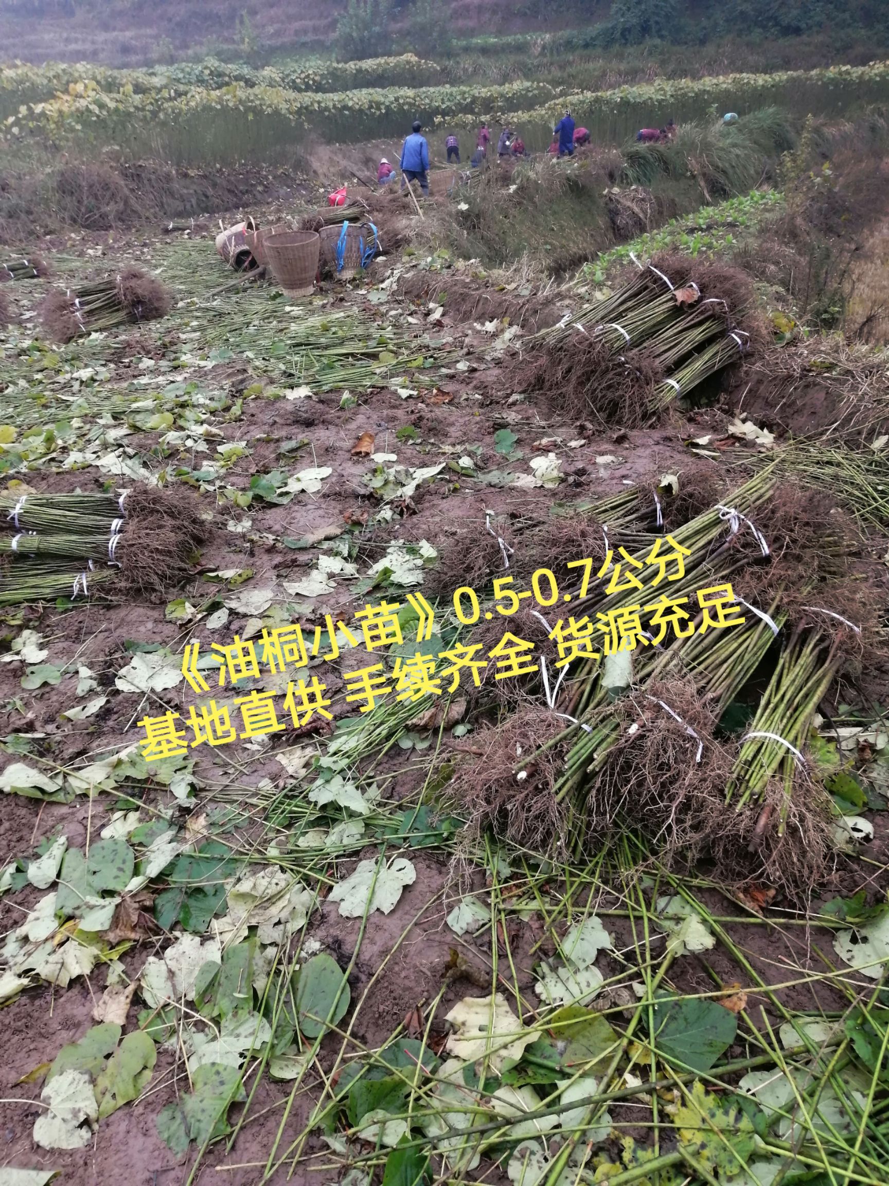 油桐苗采购批发基地，买油桐苗请选择重庆俊尧专业油桐培育公司