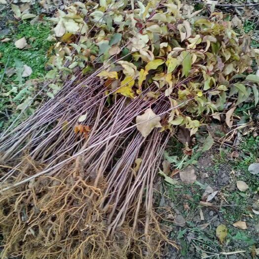 宁安市123苹果树苗 出售大量龙峰二年苗木，123苗，黄太平苗，山棠粒丁子苗