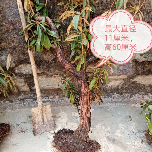 文山市马缨杜鹃 出售马缨花