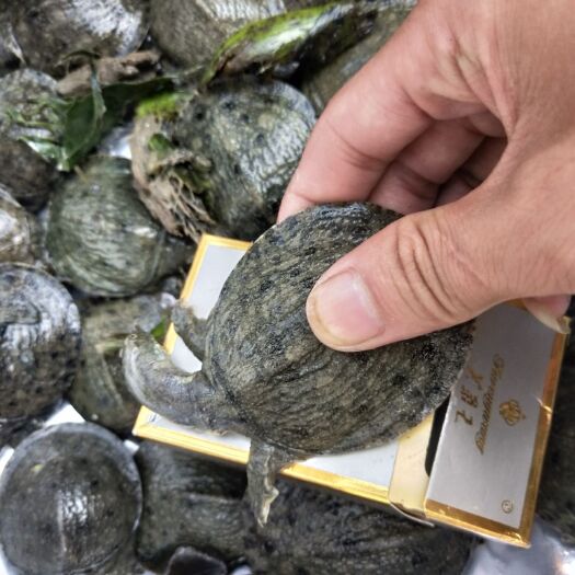 汉寿县生态甲鱼苗 1-6个月