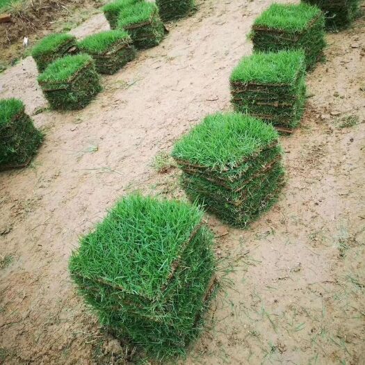 四会市马尼拉草皮 广州湘兰草场长期大量出售大叶油草 草 兰引三