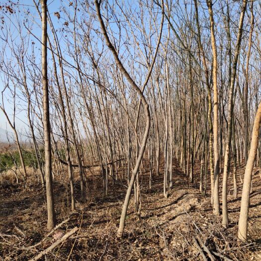 绛县 本苗圃长期供应，北栾树，核桃苗，苹果苗等各类种苗绿化苗木。