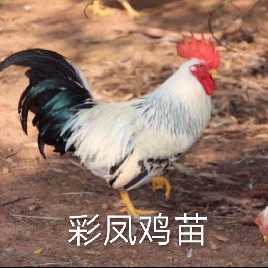 南宁彩凤鸡苗 统货