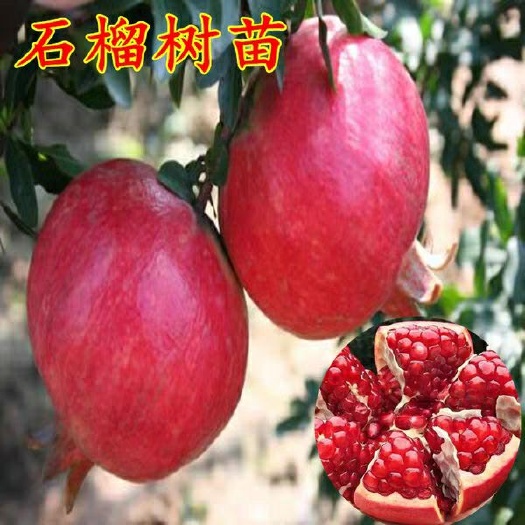 平邑县 石榴树苗