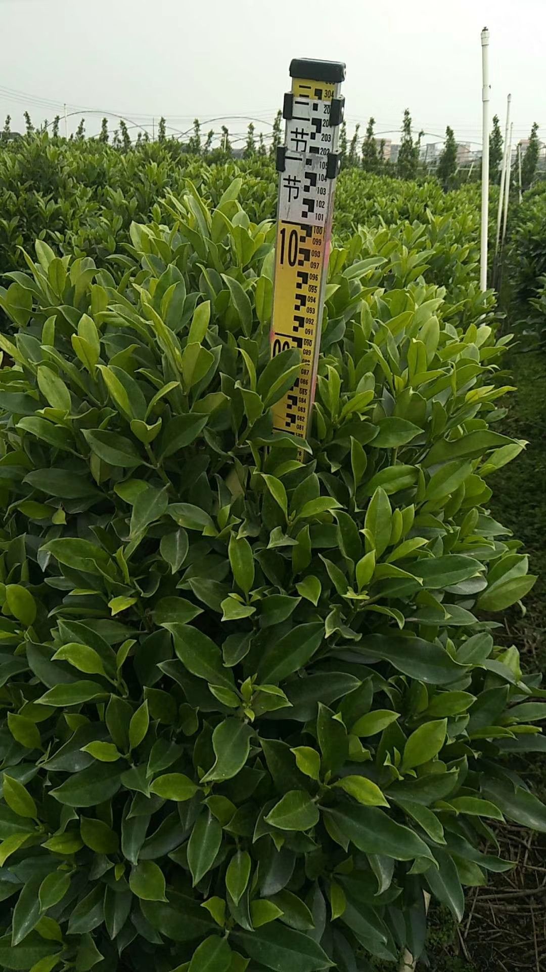 非洲茉莉  大量现货，价格可谈 欢迎各位老总下单
