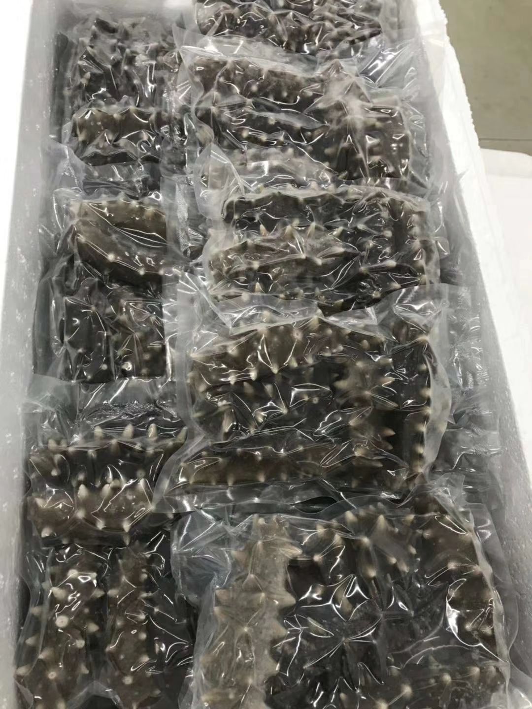 大连海参  长海县海参