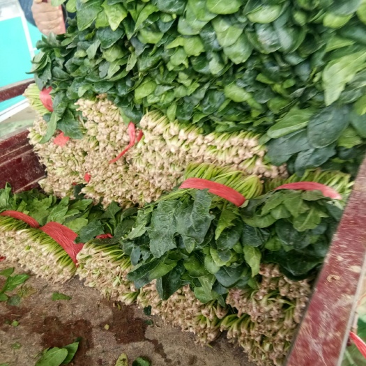 大叶菠菜  精品大棚菜，无白点，手工好，电商市场，货发全国