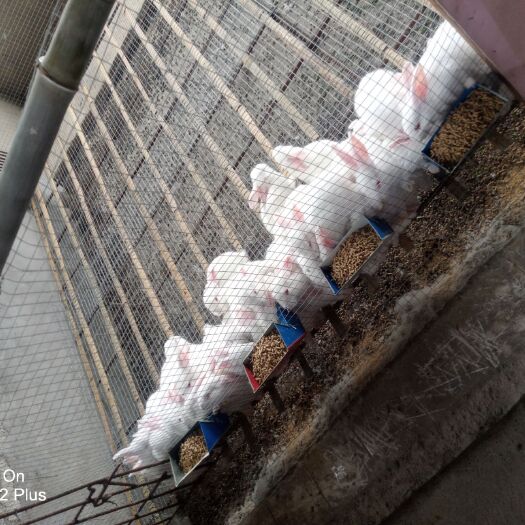 四会市肉兔 蛋白质含量高.胆固醇含量低.矿物质含量丰富.消化率高！